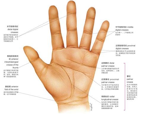 手指四道纹|手相基础：几种重要的手纹图解